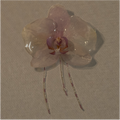 Preserved Orchid Hair-clip
