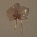 Preserved Orchid Brooch